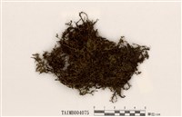 藏品(走燈苔屬)的圖片